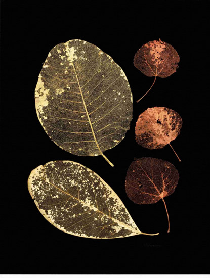 Kompatibel Stilleben til Jahrriesnge leaf-lpf00499 Kompatibel Stilleben Jahrriesnge til leaf-lpf00499