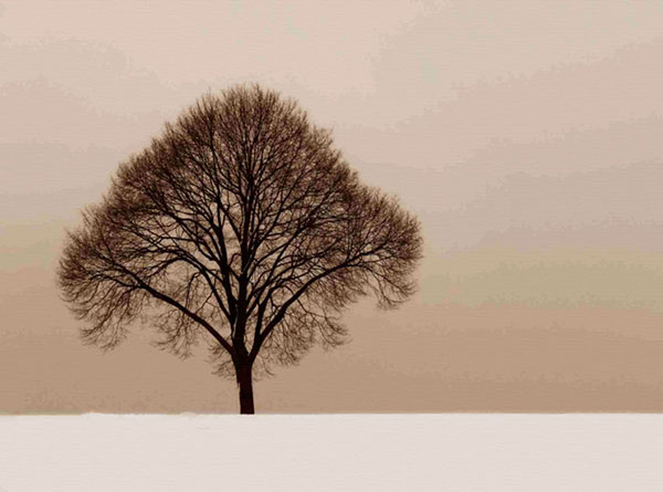 Kompatibel Landskab til Jahrriesnge trees-lpf00758 Kompatibel Landskab Jahrriesnge til trees-lpf00758