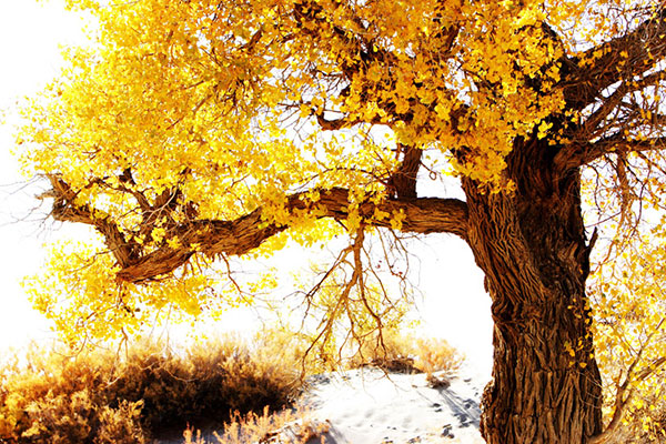 Kompatibel Landskab til Jahrriesnge tree-lpf01848 Kompatibel Landskab Jahrriesnge til tree-lpf01848