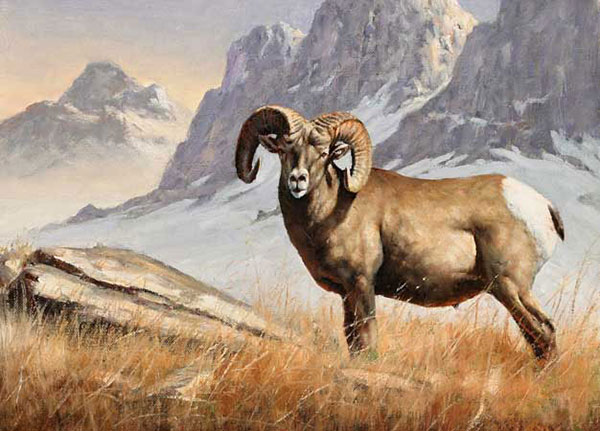 Kompatibel Dyr til Jahrriesnge bighorn-sheep-lpf02546 Kompatibel Dyr Jahrriesnge til bighorn-sheep-lpf02546