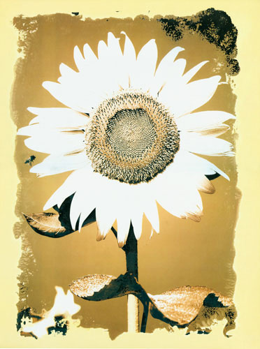 Kompatibel Blomster til Jahrriesnge flower lpf04587 Kompatibel Blomster Jahrriesnge til flower lpf04587