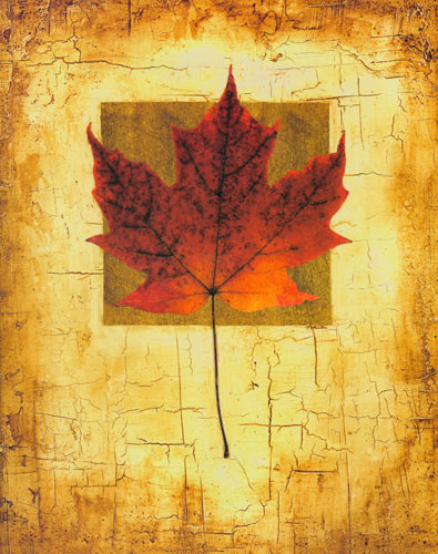 Kompatibel Blomster til Jahrriesnge leaf lpf04632 Kompatibel Blomster Jahrriesnge til leaf lpf04632