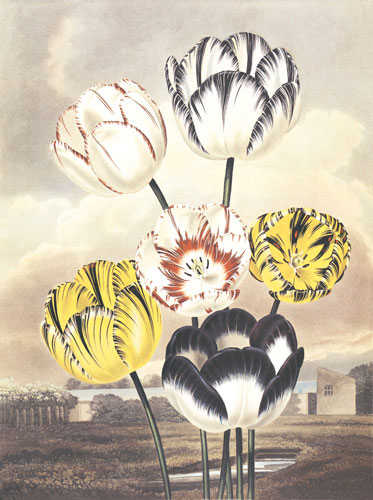 Kompatibel Blomster til Jahrriesnge flower lpf04701 Kompatibel Blomster Jahrriesnge til flower lpf04701