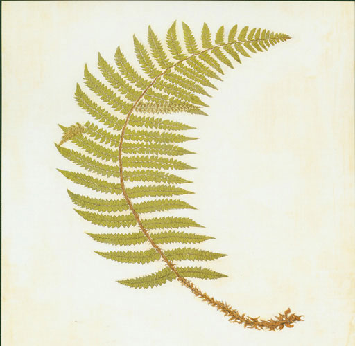 Kompatibel Blomster til Jahrriesnge leaf lpf04777 Kompatibel Blomster Jahrriesnge til leaf lpf04777