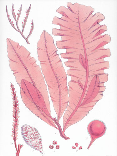 Kompatibel Blomster til JAHRRIESNGE flowers lpf04838 Kompatibel Blomster JAHRRIESNGE til flowers lpf04838