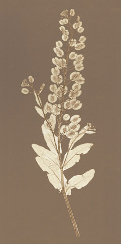 Kompatibel Blomster til Jahrriesnge flowers lpf04839 Kompatibel Blomster Jahrriesnge til flowers lpf04839