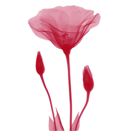 Kompatibel Blomster til Jahrriesnge flowers lpf04849 Kompatibel Blomster Jahrriesnge til flowers lpf04849