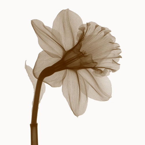 Kompatibel Blomster til Jahrriesnge flowers lpf04850 Kompatibel Blomster Jahrriesnge til flowers lpf04850