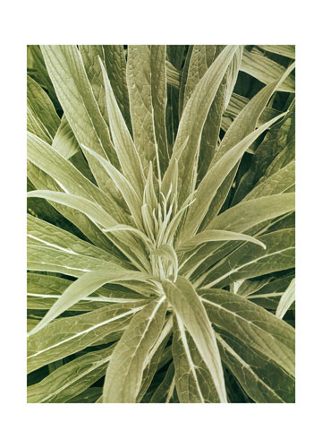 Kompatibel Blomster til Jahrriesnge flowers lpf04865 Kompatibel Blomster Jahrriesnge til flowers lpf04865