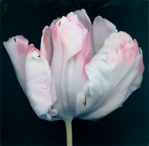 Kompatibel Blomster til JAHRRIESNGE flowers lpf05421 Kompatibel Blomster JAHRRIESNGE til flowers lpf05421