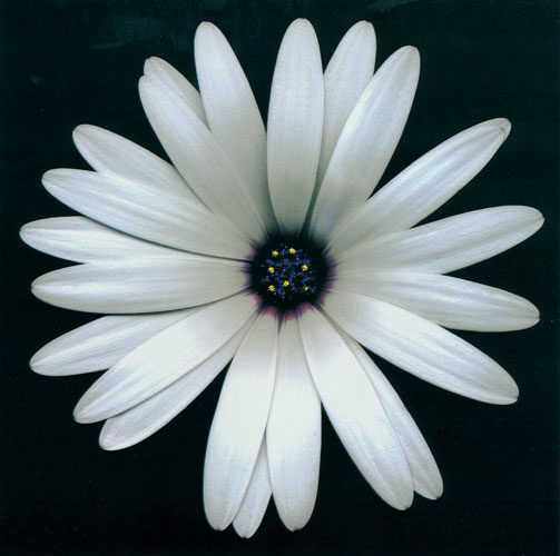 Kompatibel Blomster JAHRRIESNGE  til flowers lpf05423 