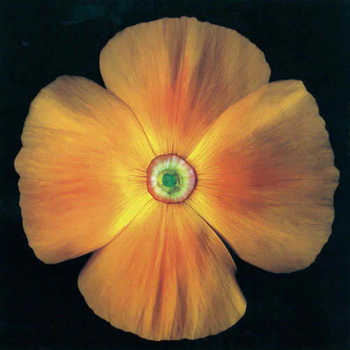 Kompatibel Blomster til Jahrriesnge flowers lpf05425 Kompatibel Blomster Jahrriesnge til flowers lpf05425