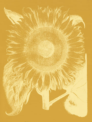 Kompatibel Blomster til Jahrriesnge flowers-lpf06714 Kompatibel Blomster Jahrriesnge til flowers-lpf06714