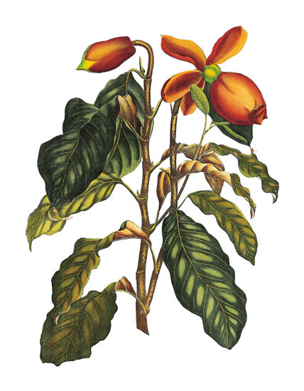 Kompatibel Blomster til Jahrriesnge flowers-lpf06777 Kompatibel Blomster Jahrriesnge til flowers-lpf06777