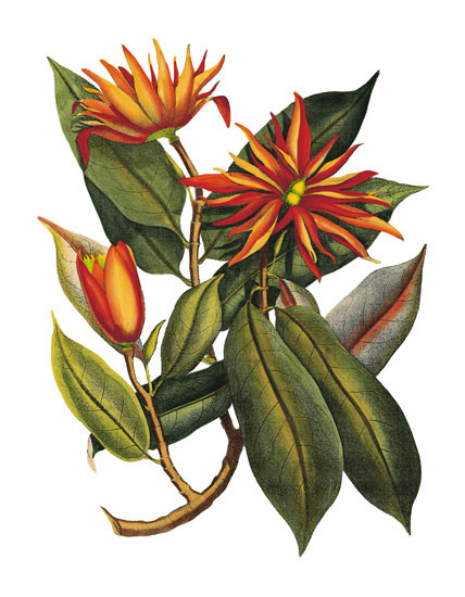 Kompatibel Blomster til Jahrriesnge flowers-lpf06778 Kompatibel Blomster Jahrriesnge til flowers-lpf06778