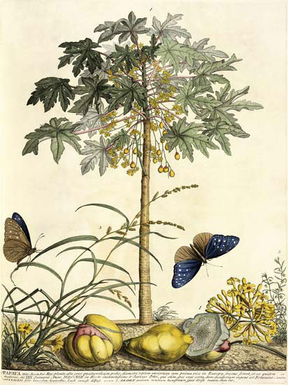 Kompatibel Blomster til Jahrriesnge flowers-lpf06785 Kompatibel Blomster Jahrriesnge til flowers-lpf06785