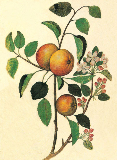 Kompatibel Blomster til JAHRRIESNGE flowers-lpf06846 Kompatibel Blomster JAHRRIESNGE til flowers-lpf06846