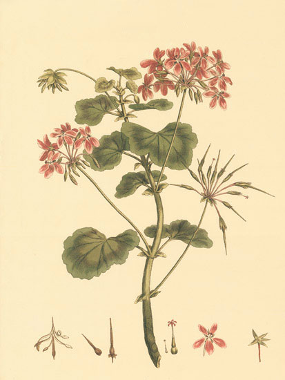 Kompatibel Blomster til Jahrriesnge flowers-lpf06850 Kompatibel Blomster Jahrriesnge til flowers-lpf06850