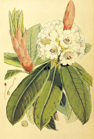 Kompatibel Blomster til JAHRRIESNGE flowers-lpf06857 Kompatibel Blomster JAHRRIESNGE til flowers-lpf06857