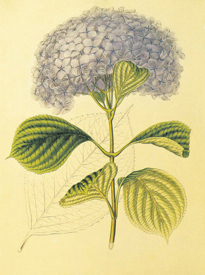 Kompatibel Blomster til JAHRRIESNGE flowers-lpf06860 Kompatibel Blomster JAHRRIESNGE til flowers-lpf06860