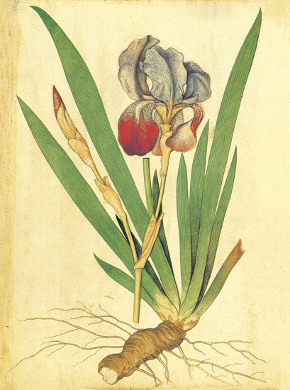 Kompatibel Blomster til JAHRRIESNGE flowers-lpf06881 Kompatibel Blomster JAHRRIESNGE til flowers-lpf06881