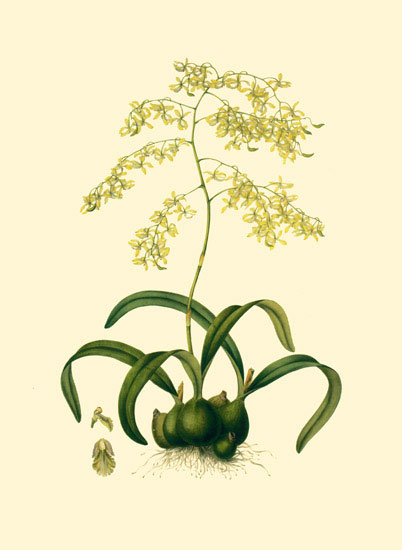 Kompatibel Blomster til Jahrriesnge flowers-lpf06884 Kompatibel Blomster Jahrriesnge til flowers-lpf06884