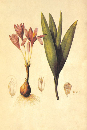 Kompatibel Blomster til Jahrriesnge flowers-lpf06892 Kompatibel Blomster Jahrriesnge til flowers-lpf06892