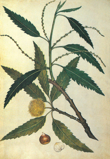 Kompatibel Blomster til Jahrriesnge leaves-lpf06925 Kompatibel Blomster Jahrriesnge til leaves-lpf06925