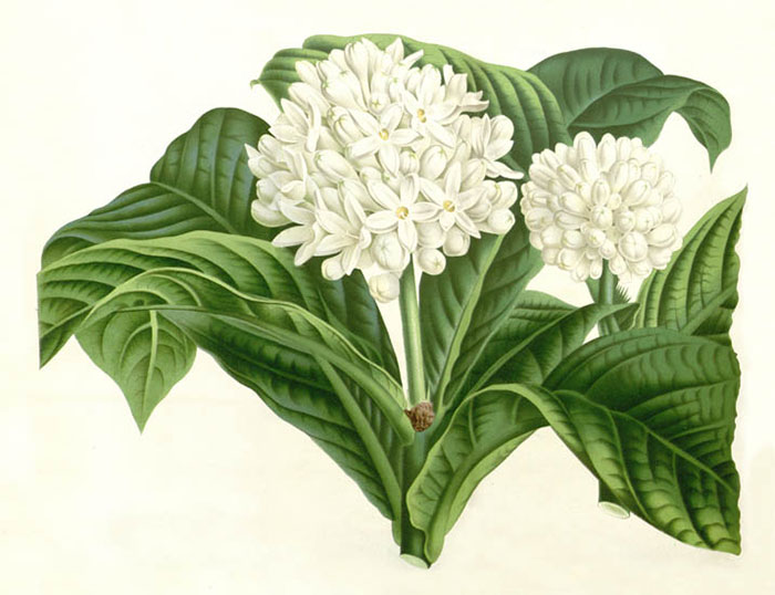 Kompatibel Blomster til Jahrriesnge flowers-lpf06932 Kompatibel Blomster Jahrriesnge til flowers-lpf06932