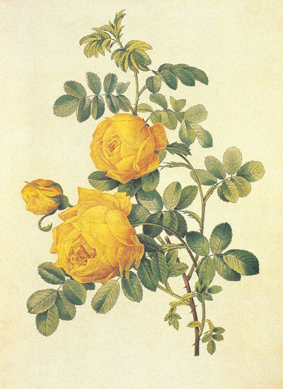 Kompatibel Blomster til Jahrriesnge flowers-lpf06941 Kompatibel Blomster Jahrriesnge til flowers-lpf06941