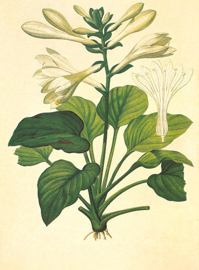 Kompatibel Blomster til JAHRRIESNGE flowers-lpf06954 Kompatibel Blomster JAHRRIESNGE til flowers-lpf06954