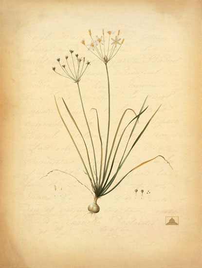 Kompatibel Blomster til JAHRRIESNGE flowers-lpf06970 Kompatibel Blomster JAHRRIESNGE til flowers-lpf06970