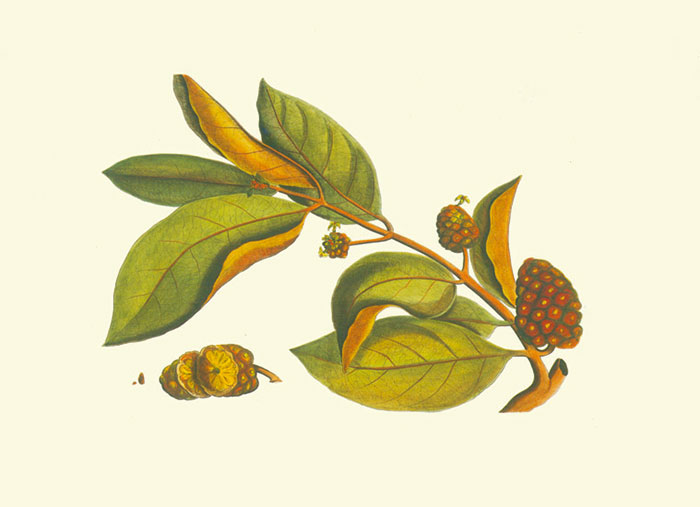 Kompatibel Blomster til JAHRRIESNGE flowers-lpf06981 Kompatibel Blomster JAHRRIESNGE til flowers-lpf06981