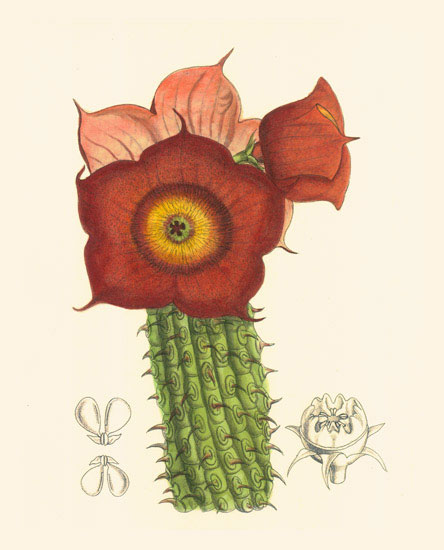 Kompatibel Blomster til JAHRRIESNGE flowers-lpf06986 Kompatibel Blomster JAHRRIESNGE til flowers-lpf06986