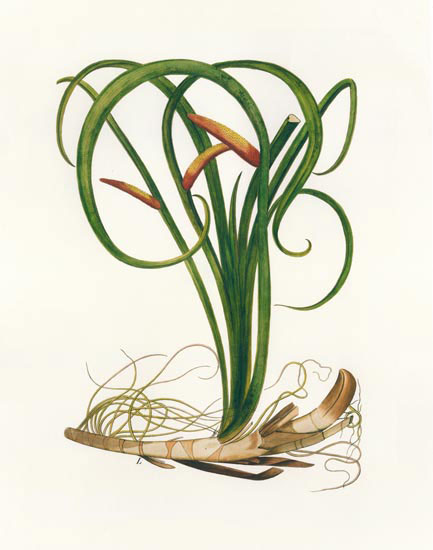 Kompatibel Blomster til JAHRRIESNGE flowers-lpf06987 Kompatibel Blomster JAHRRIESNGE til flowers-lpf06987