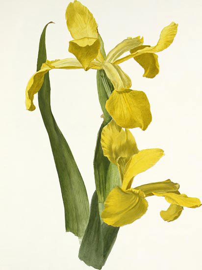 Kompatibel Blomster til JAHRRIESNGE flowers-lpf06990 Kompatibel Blomster JAHRRIESNGE til flowers-lpf06990