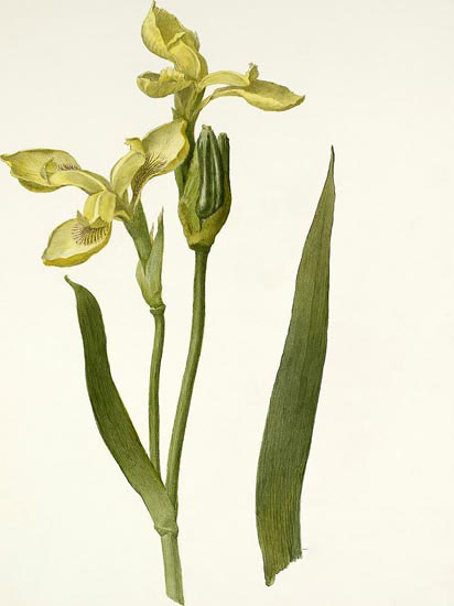 Kompatibel Blomster til Jahrriesnge flowers-lpf06991 Kompatibel Blomster Jahrriesnge til flowers-lpf06991