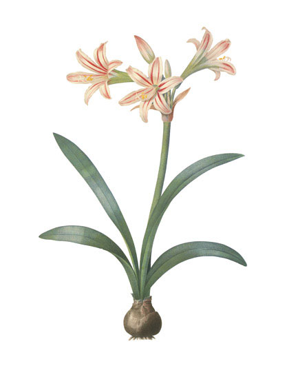 Kompatibel Blomster til Jahrriesnge flowers-lpf07000 Kompatibel Blomster Jahrriesnge til flowers-lpf07000