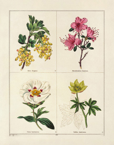 Kompatibel Blomster til JAHRRIESNGE flowers-lpf07004 Kompatibel Blomster JAHRRIESNGE til flowers-lpf07004