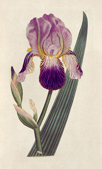 Kompatibel Blomster til JAHRRIESNGE flowers-lpf07007 Kompatibel Blomster JAHRRIESNGE til flowers-lpf07007