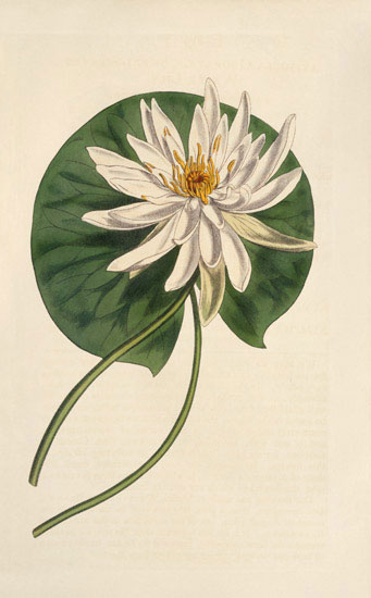 Kompatibel Blomster til Jahrriesnge flowers-lpf07009 Kompatibel Blomster Jahrriesnge til flowers-lpf07009