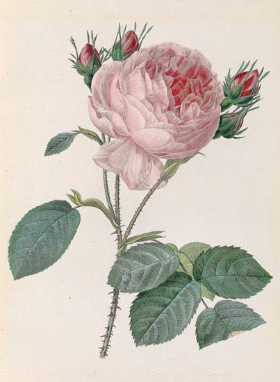 Kompatibel Blomster til Jahrriesnge flowers-lpf07010 Kompatibel Blomster Jahrriesnge til flowers-lpf07010