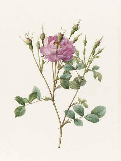 Kompatibel Blomster til Jahrriesnge flowers-lpf07018 Kompatibel Blomster Jahrriesnge til flowers-lpf07018