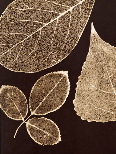 Kompatibel Blomster til Jahrriesnge flowers-lpf07228 Kompatibel Blomster Jahrriesnge til flowers-lpf07228