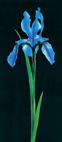 Kompatibel Blomster til JAHRRIESNGE flowers-lpf07697 Kompatibel Blomster JAHRRIESNGE til flowers-lpf07697