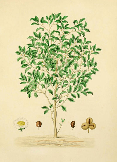 Kompatibel Blomster til JAHRRIESNGE flowers lpf07934 Kompatibel Blomster JAHRRIESNGE til flowers lpf07934