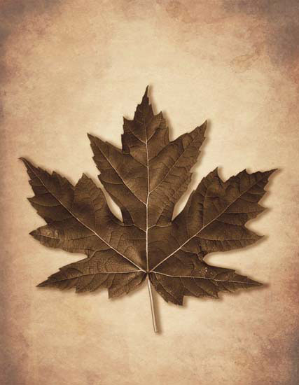 Kompatibel Blomster til JAHRRIESNGE leaf lpf08077 Kompatibel Blomster JAHRRIESNGE til leaf lpf08077