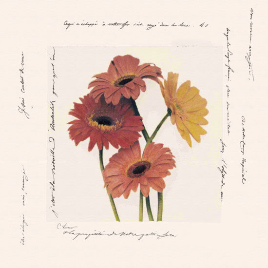 Kompatibel Blomster til JAHRRIESNGE flowers lpf09641 Kompatibel Blomster JAHRRIESNGE til flowers lpf09641