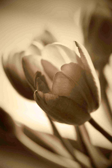 Kompatibel Blomster til Jahrriesnge flowers lpf10162 Kompatibel Blomster Jahrriesnge til flowers lpf10162