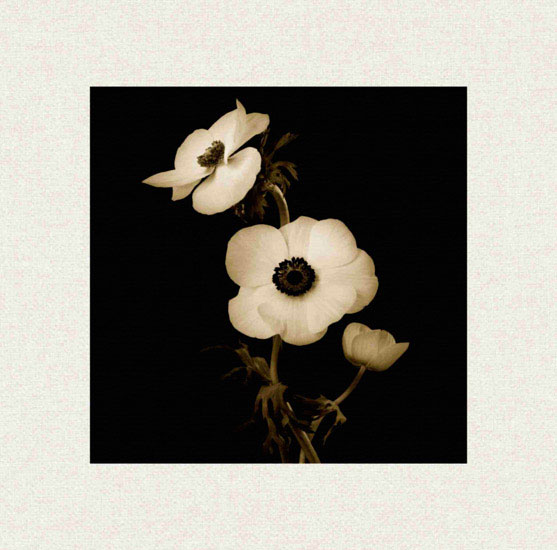 Kompatibel Blomster til JAHRRIESNGE flowers lpf10225 Kompatibel Blomster JAHRRIESNGE til flowers lpf10225